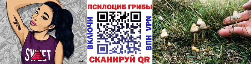 где купить   Зерноград  Галлюциногенные грибы Psilocybine cubensis 